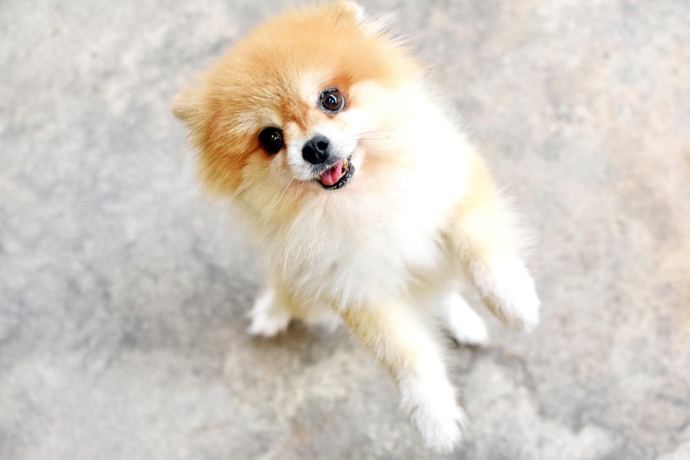 Приучение щенка померанского шпица к туалету