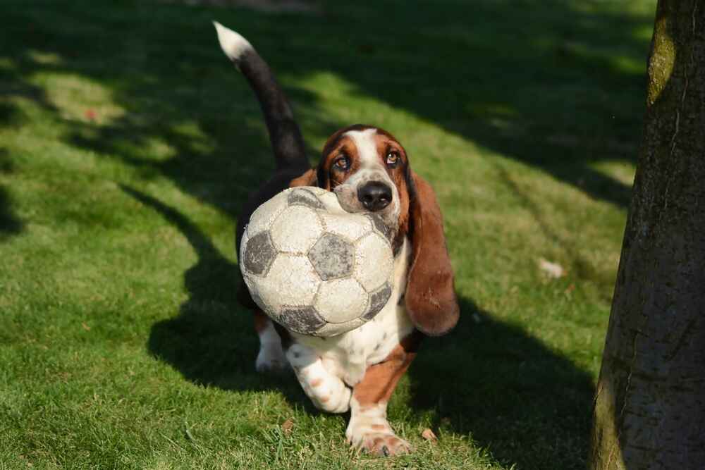Занятия спортом могут повлиять на то, сколько проживет бассет-хаунд