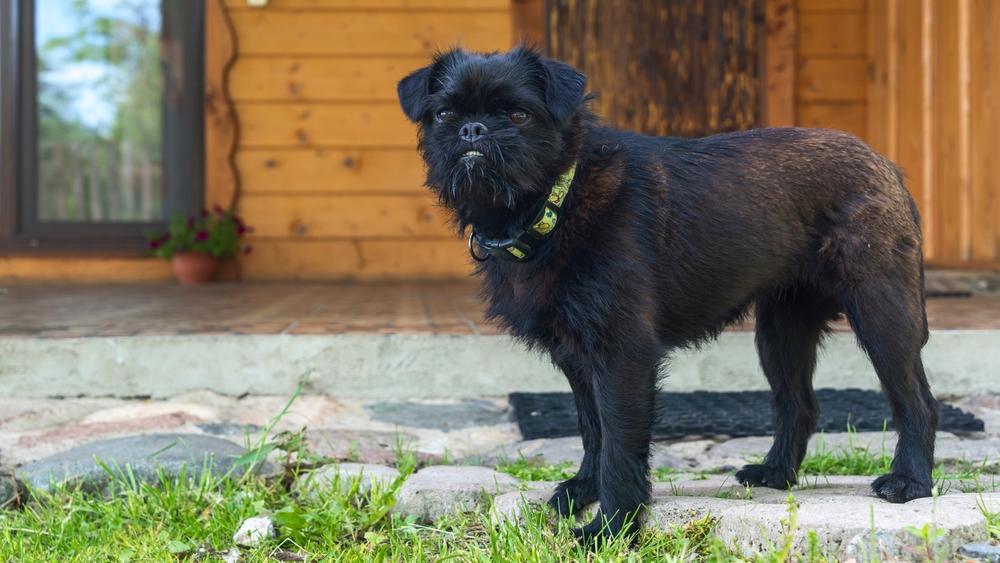 Дрессировка бельгийского гриффона