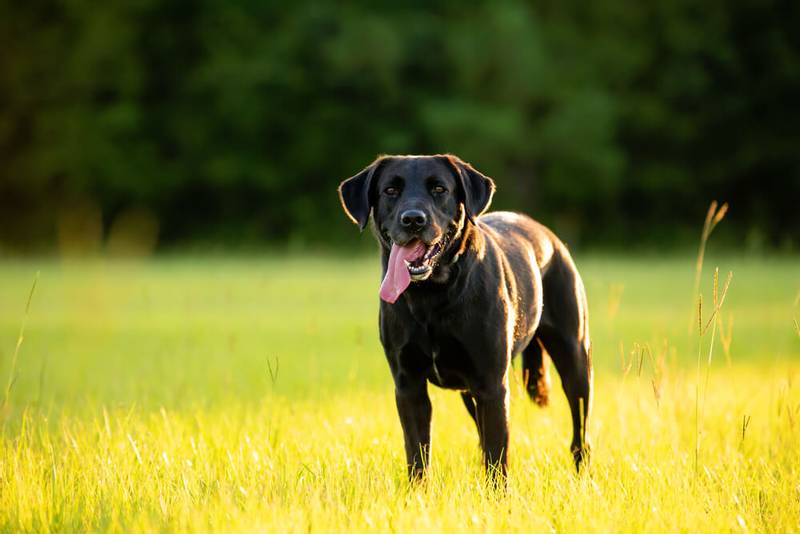 ТОП самых умных крупных пород собак: лабрадор