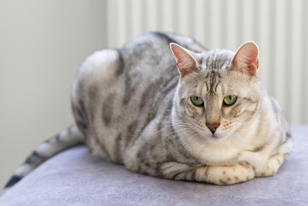 Бенгальская кошка цвета серебро