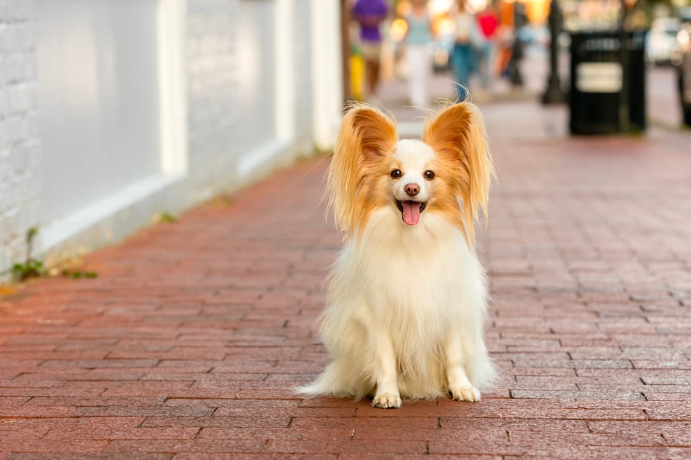 Стресс влияет на то, сколько проживет папильон