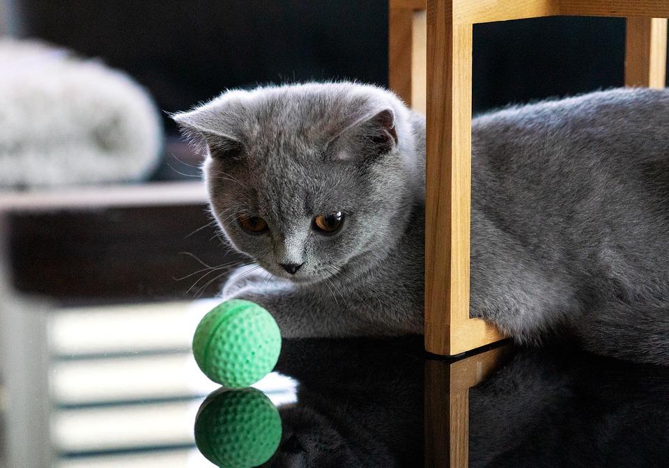 Чем кормить кошек с чувствительным пищеварением. Смотреть фото Чем кормить кошек с чувствительным пищеварением. Смотреть картинку Чем кормить кошек с чувствительным пищеварением. Картинка про Чем кормить кошек с чувствительным пищеварением. Фото Чем кормить кошек с чувствительным пищеварением