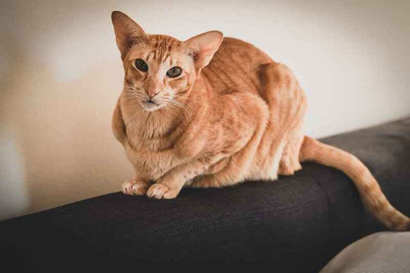 С 6 месяцев вес ориентальной кошки прибавляется уже не так активно