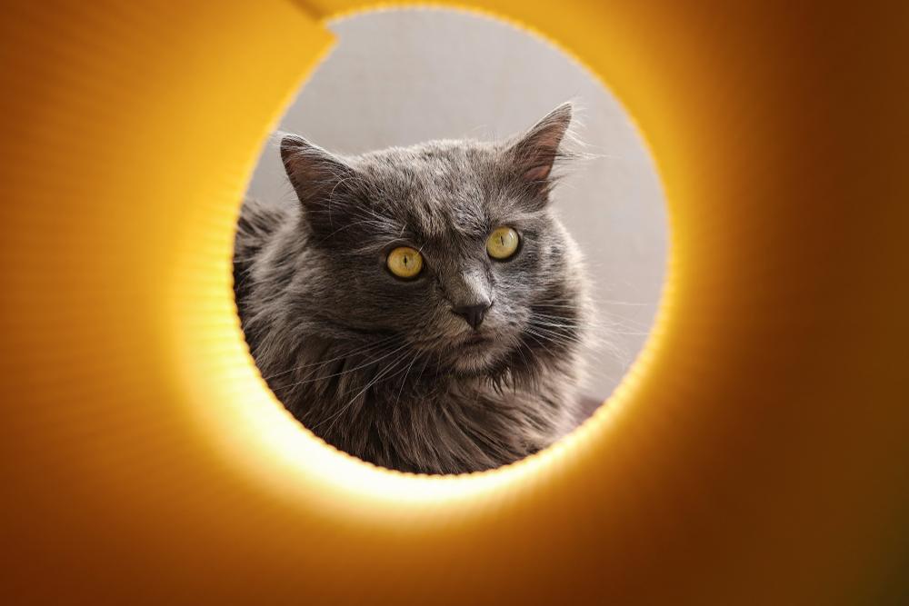 История происхождения породы нибелунг