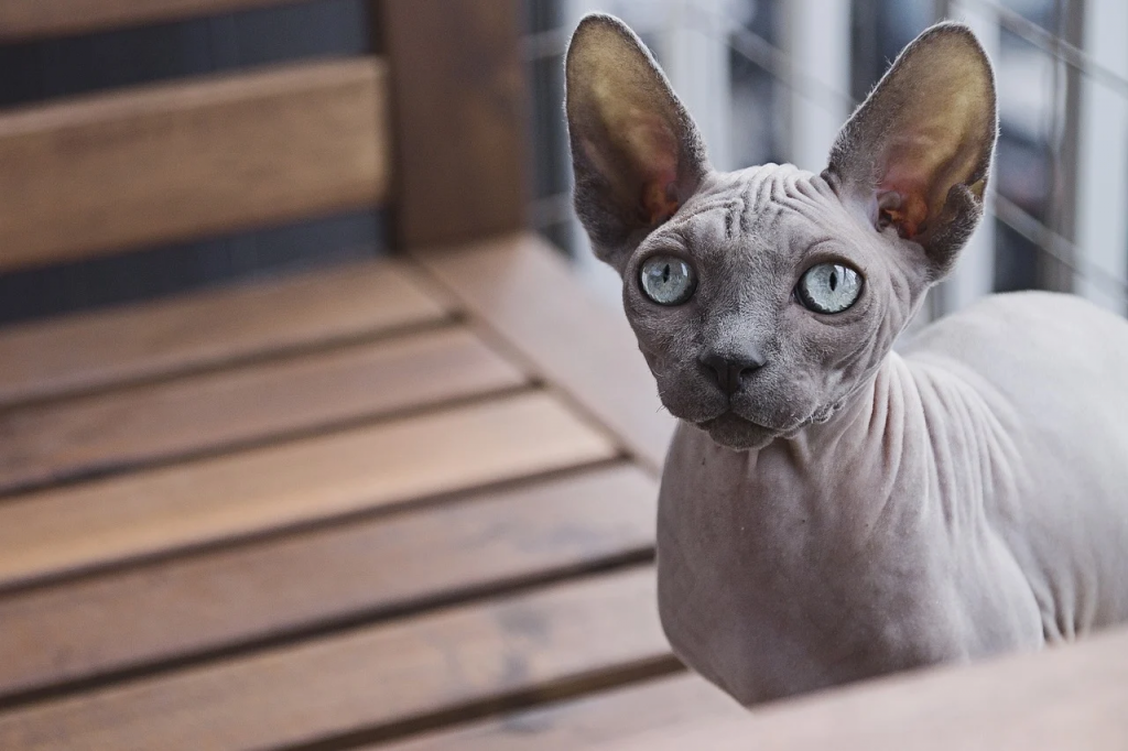 Породы кошек с большими ушами: сфинкс