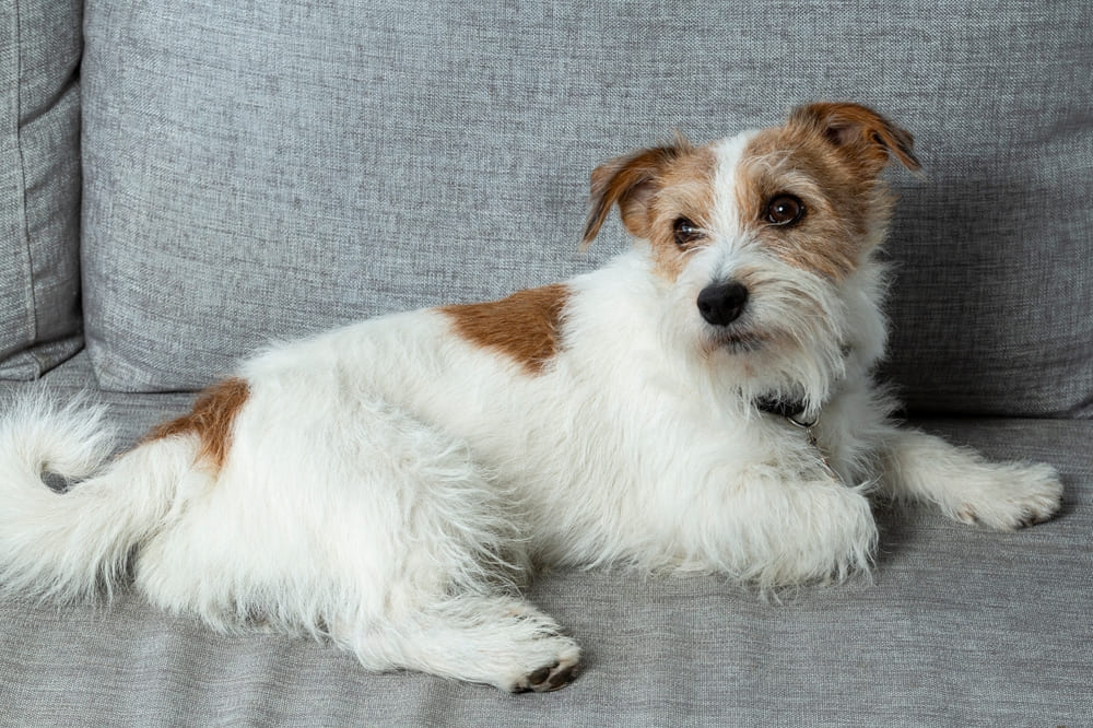 Кромфорлендер с рыжими пятнами