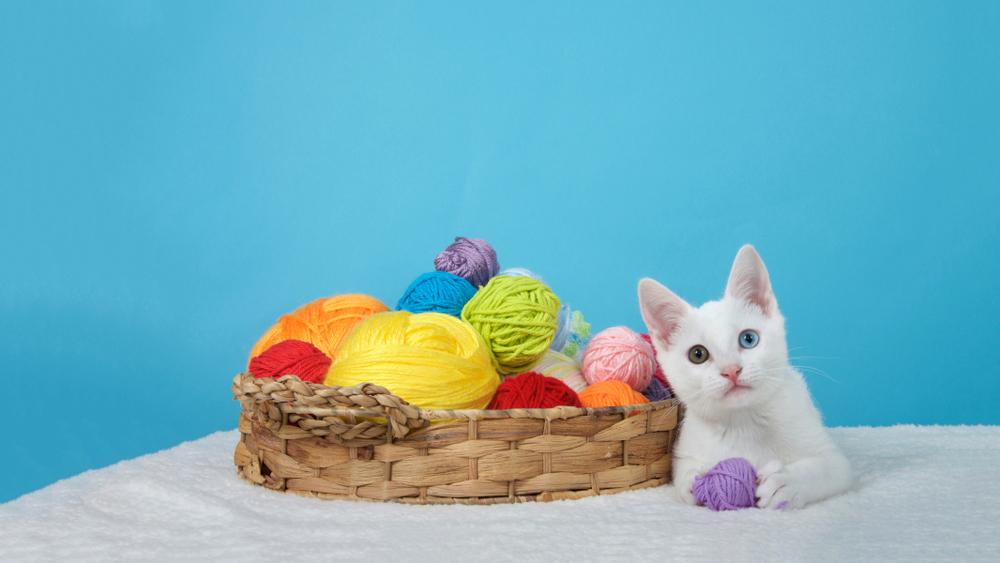 Королевские породы кошек: као-мани Королевские породы кошек: као-мани