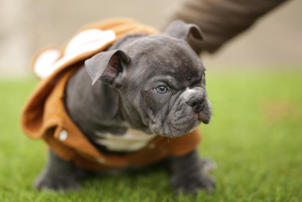 Милый щенок голубого бульдога