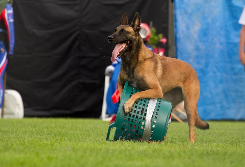 Что такое мондьоринг для собак