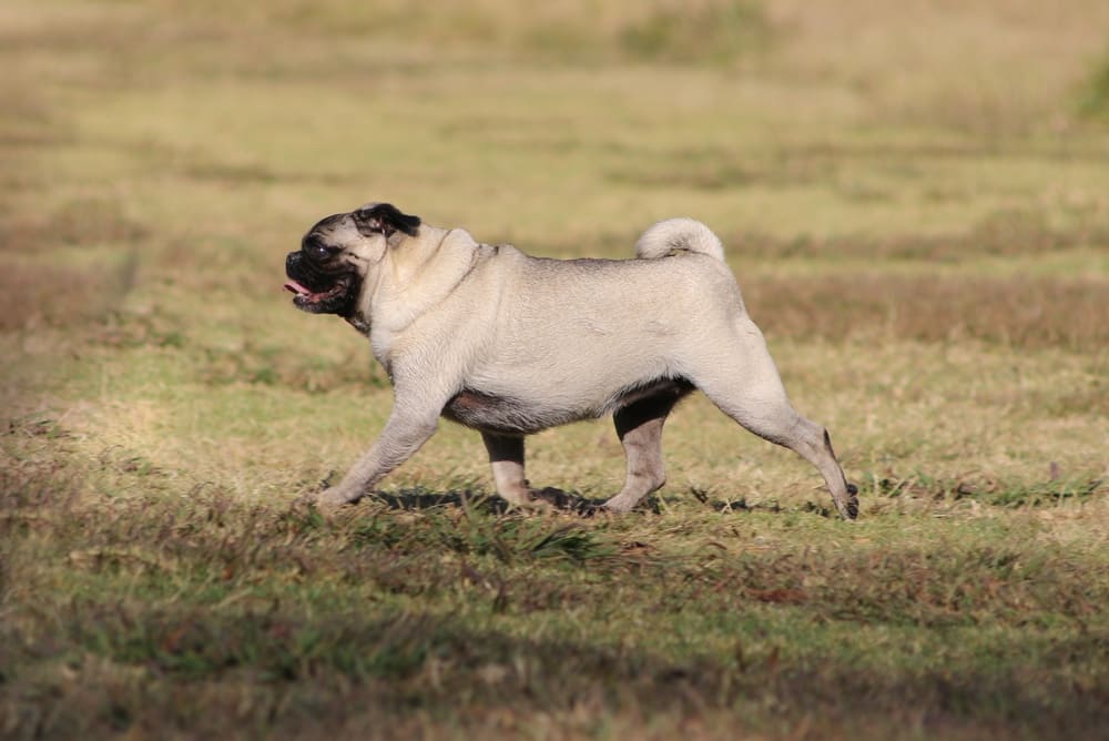 Нужно знать, сколько живут мопсы в норме