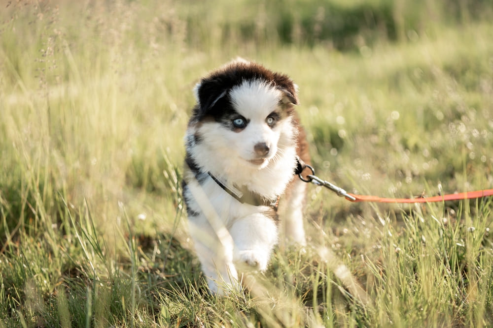 То, сколько прожил помски, можно сравнить с человеческим возрастом