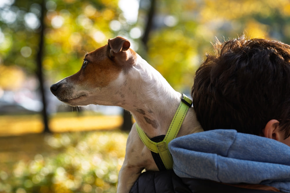 У джек-рассел-терьеров есть характерные болезни