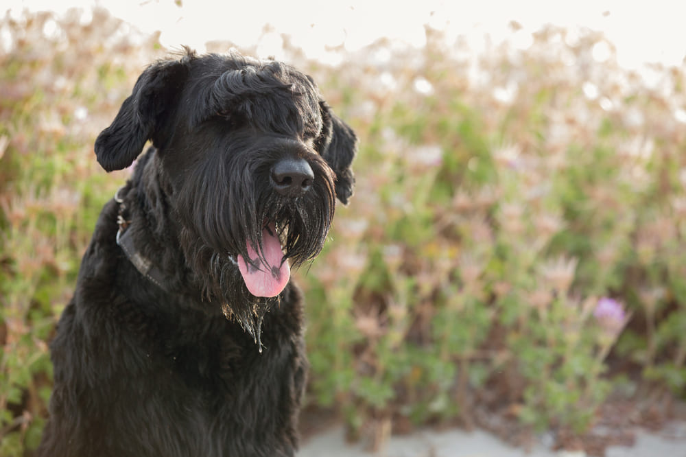 Приобретать фландрийского бувье лучше у проверенного заводчика 