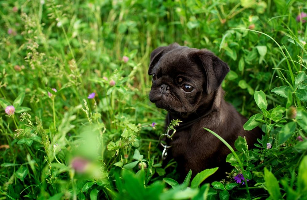 Какова внешность черного мопса?