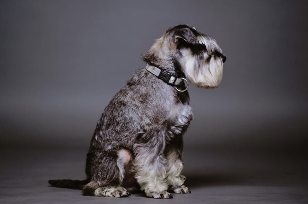 У цвергшнауцеров встречаются дерматологические болезни