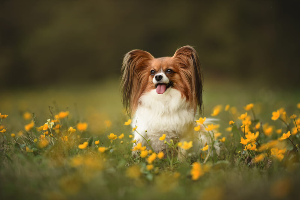 Кастрация влияет на то, сколько проживет папильон