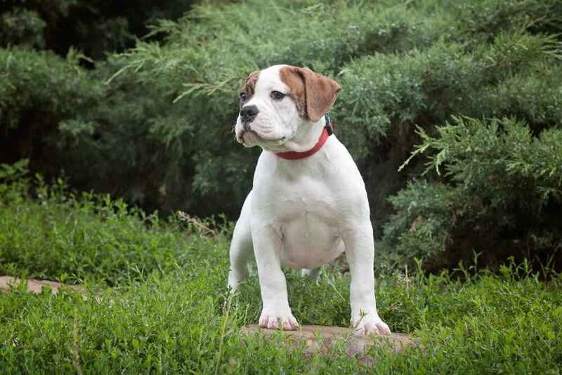 Щенок американского бульдога