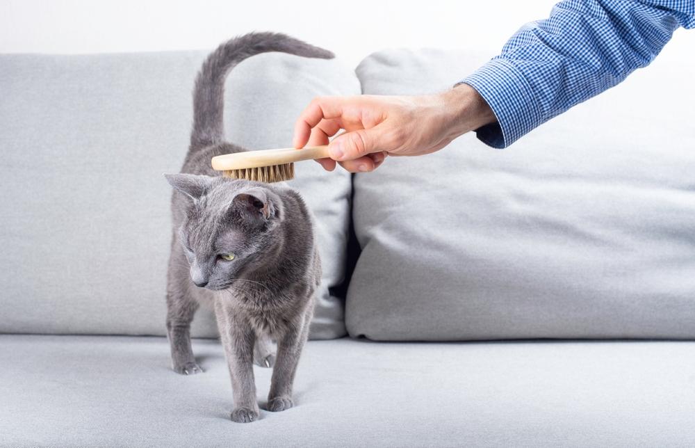 Нужно ли вычесывать кошку – и для чего это делать