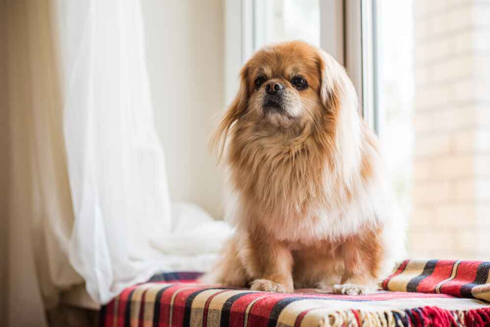 Тибетский спаниель нуждается в обработках от паразитов