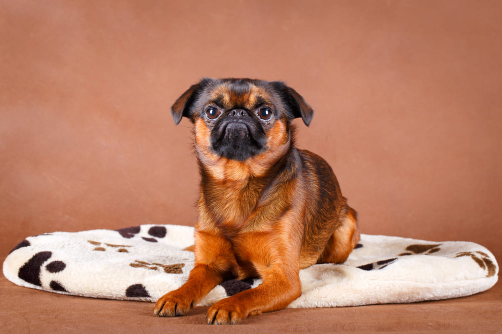 Пти-брабансону требуются регулярные прививки