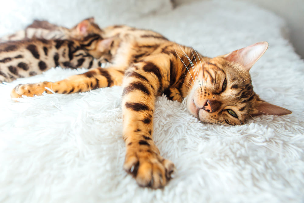 Питание влияет на то, сколько весит бенгальская кошка