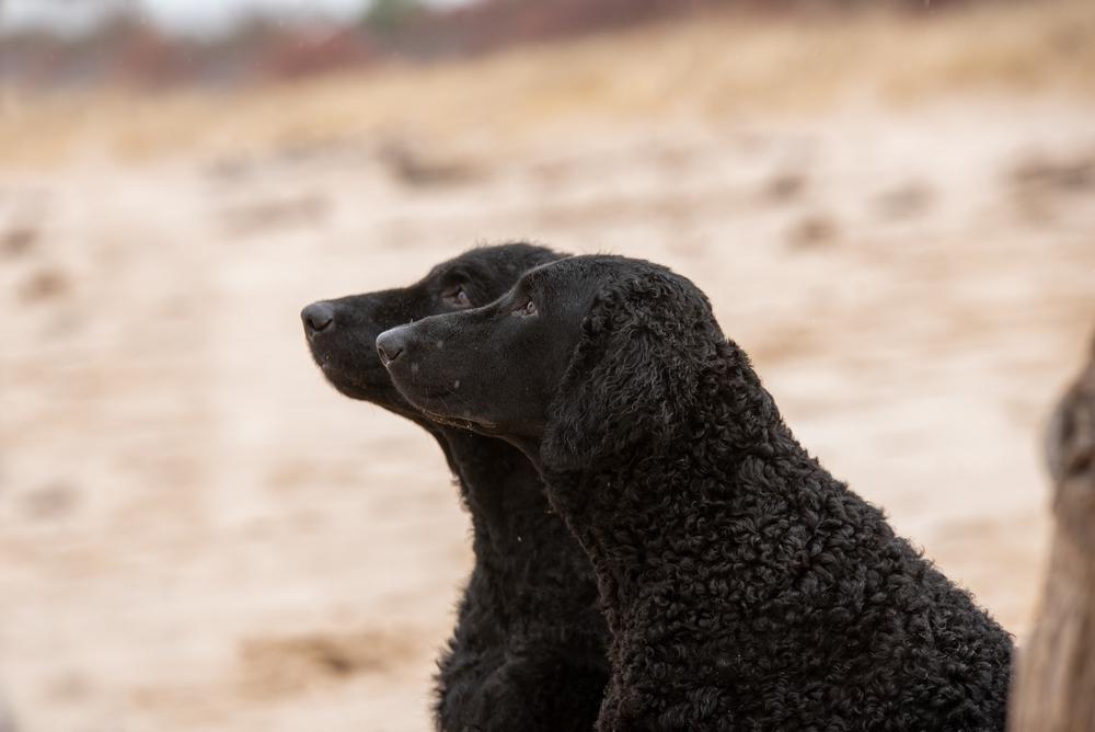 Характер курчавошерстного ретривера