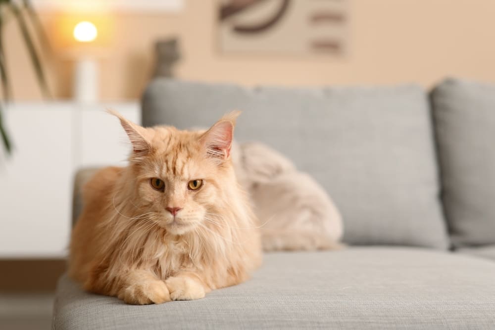 После вязки у мейн-куна наступает беременность