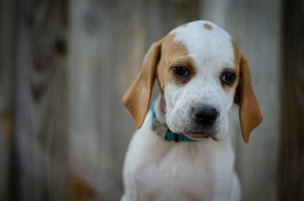 Английский пойнтер нуждается в уходе