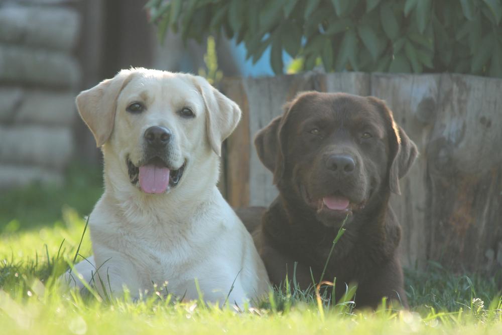 Каково здоровье лабрадоров белого окраса?