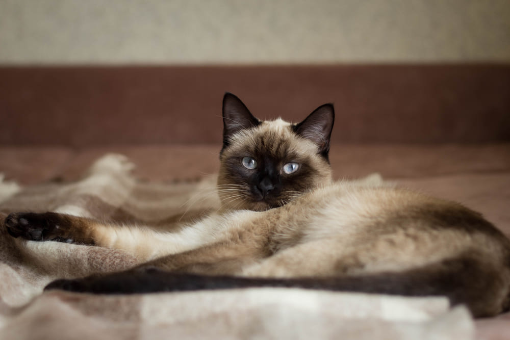 Питание влияет на то, сколько проживет тайская кошка