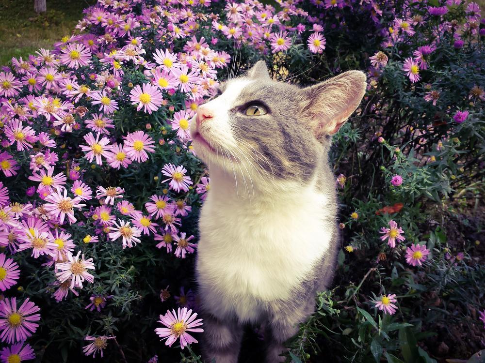 Что учесть перед тем, как завести кошку Что учесть перед тем, как завести кошку