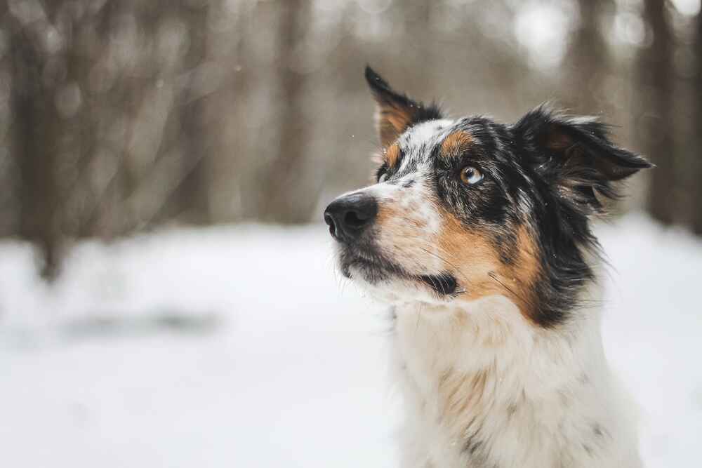У бордер-колли бывает болезнь, приводящая к стиранию эмали зубов