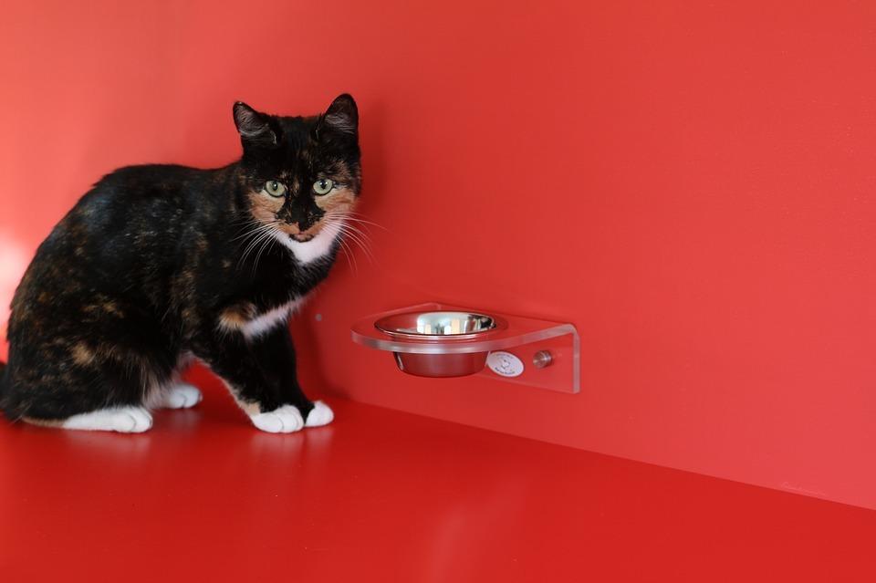 Как установить причину, почему кошка не ест сухой корм