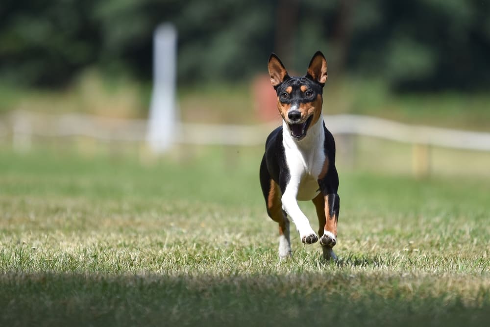Владельцу необходимо знать, сколько живут басенджи