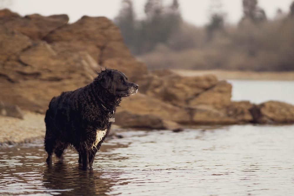 Выгул и активность курчавошерстного ретривера