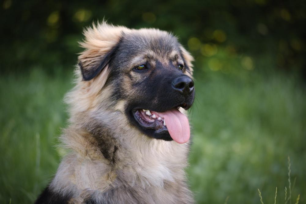 Особенности кормления крашской овчарки