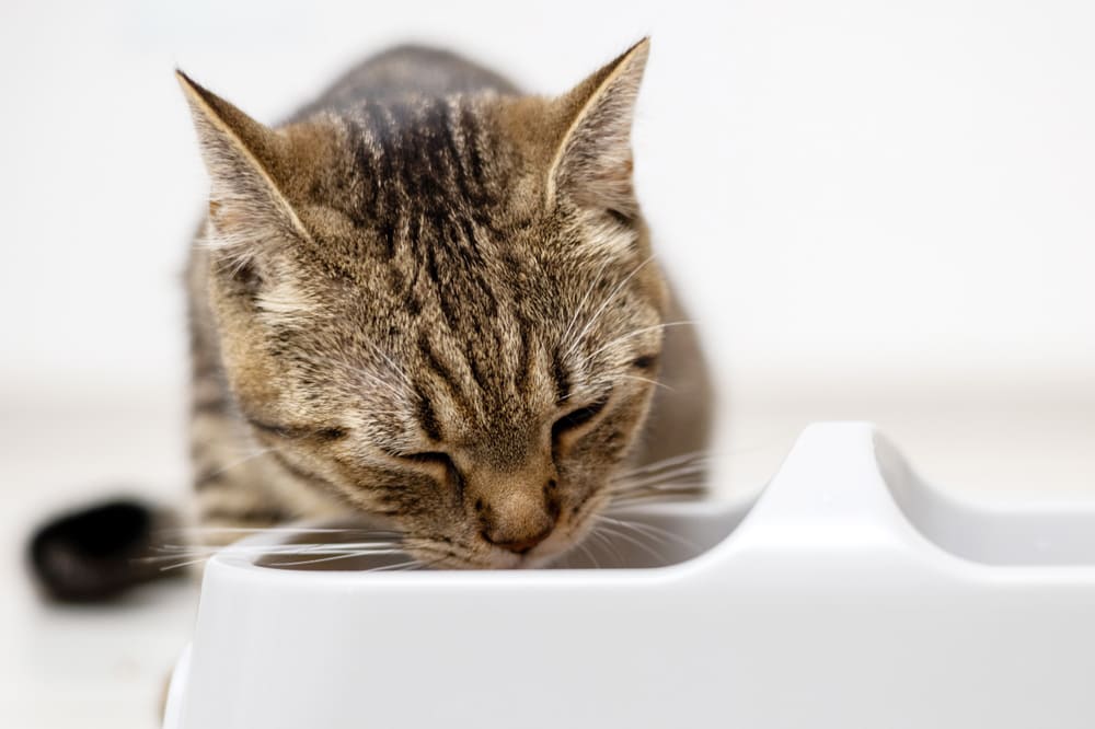 Надо знать, можно ли давать кошке авокадо