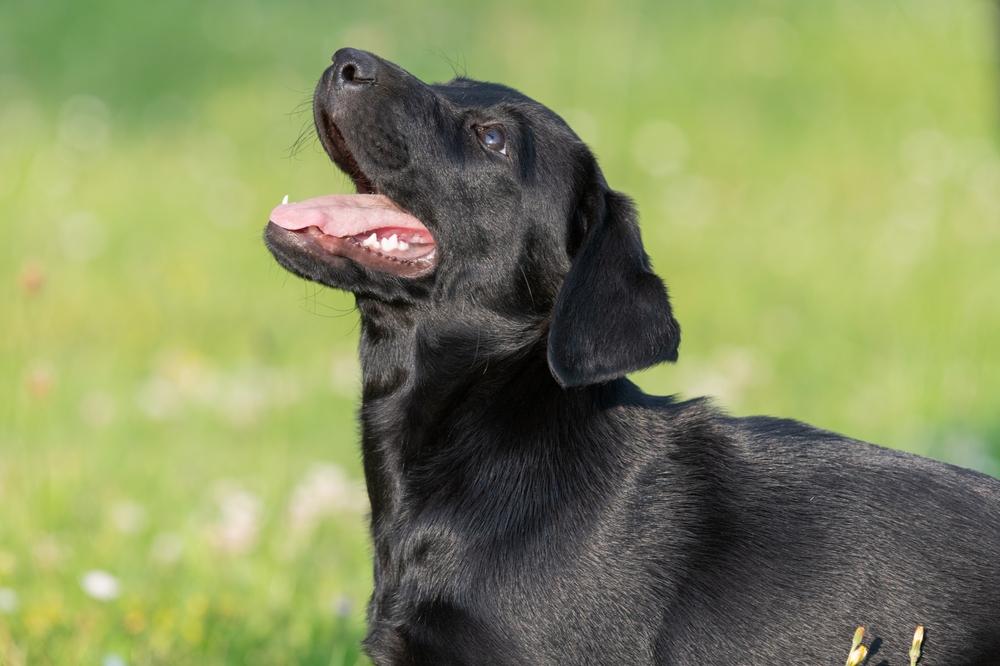 Какой характер у черного лабрадора?