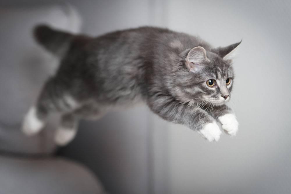 Почему у кошки горячие уши Почему у кошки горячие уши