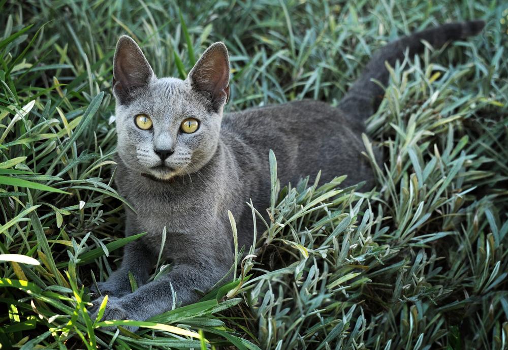 Гладкошерстные породы кошек: русская голубая Гладкошерстные породы кошек: русская голубая