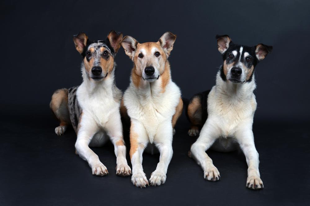 Шотландские породы собак: короткошерстный колли Шотландские породы собак: короткошерстный колли