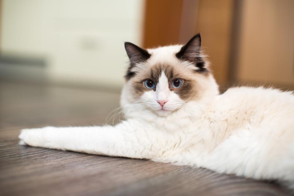 Самые красивые породы кошек: рэгдолл Самые красивые породы кошек: рэгдолл