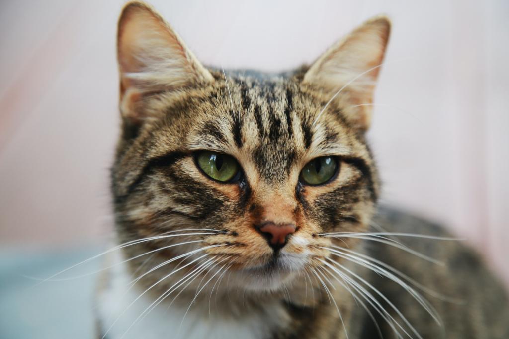 Табби коричневые глаза. Кошки с коричневыми глазами. Brown Grey Cat. Cat with long Whiskers. Серо коричневая кошка