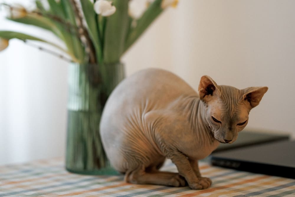 То, сколько живет канадский сфинкс, зависит от ряда факторов