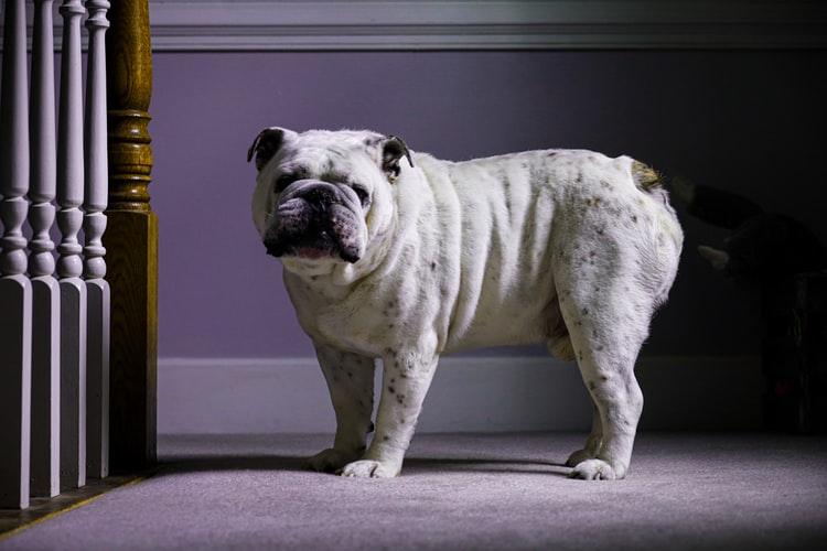 Симптомы кожных заболеваний у собак