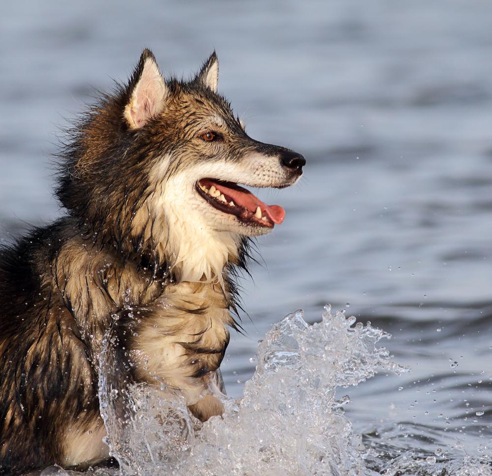 Здоровье и болезни собак породы утонаган