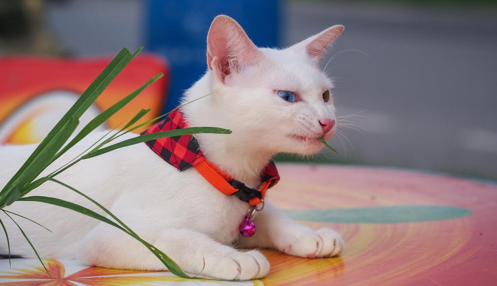 Содержание као мани