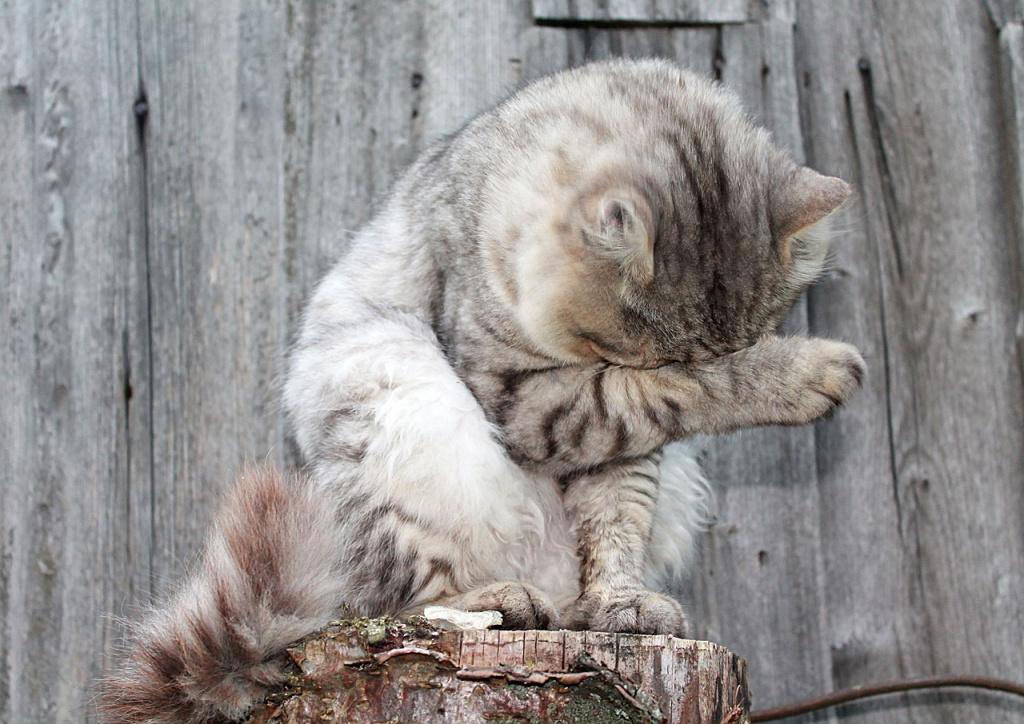 Как правильно выбирать кличку для кошечки