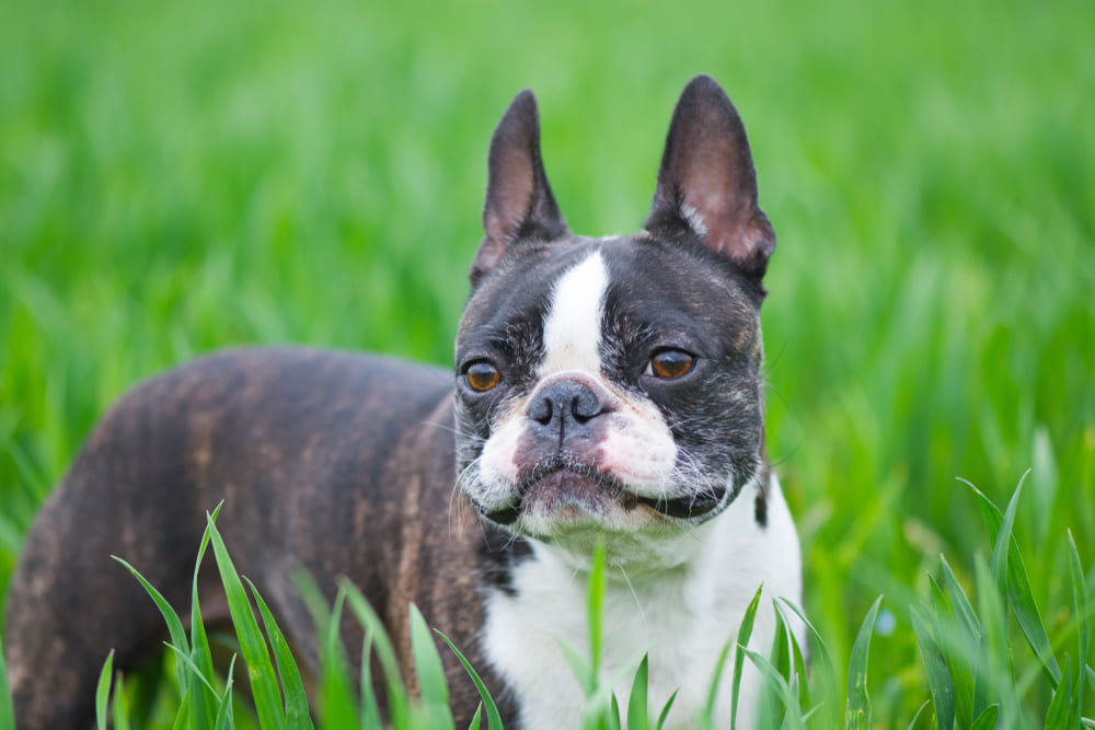 На то, сколько проживет бостон-терьер, влияют разные факторы